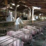 Tabanan Terima 160 Liter Disinfektan untuk Cegah Penyebaran ASF pada Ternak Babi