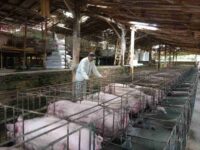Tabanan Terima 160 Liter Disinfektan untuk Cegah Penyebaran ASF pada Ternak Babi