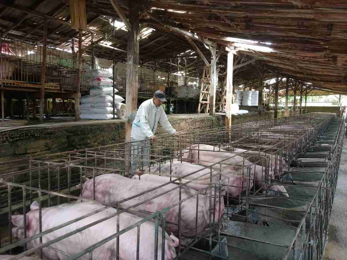 Tabanan Terima 160 Liter Disinfektan untuk Cegah Penyebaran ASF pada Ternak Babi