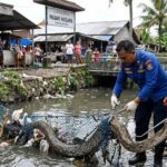 Dievakuasi Petugas, Piton Sepanjang 3 Meter Terjebak Jaring di Sungai Timur Pasar Umum Negara