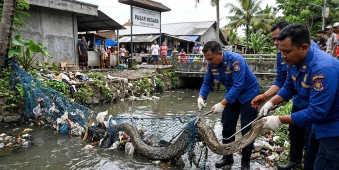 Dievakuasi Petugas, Piton Sepanjang 3 Meter Terjebak Jaring di Sungai Timur Pasar Umum Negara